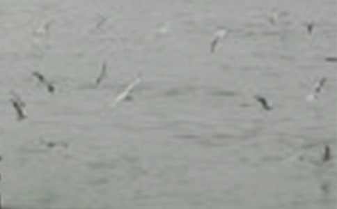 ����С��Сѧ����