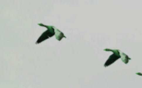 ��һֻС�񡷶����