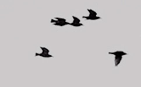 С�����˵Сѧ����