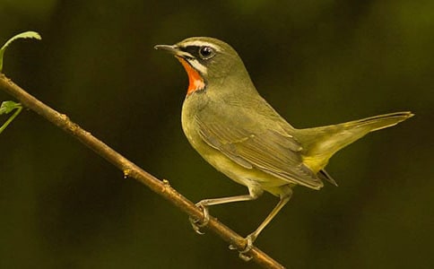 ��ŭ��С��Сѧ������