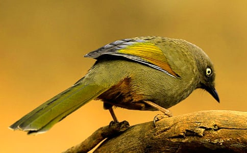 С��Сѧ����