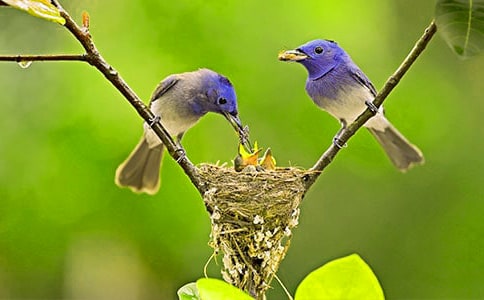 读《一只小鸟》有感优秀范文