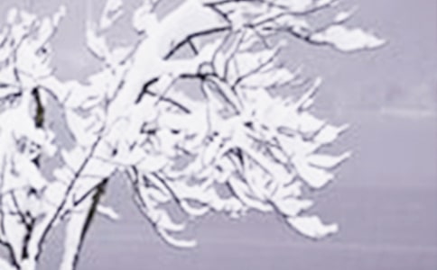 [��ѡ]Сѩ�����ʺ���15ƪ