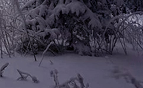 小雪节气问候语(15篇)