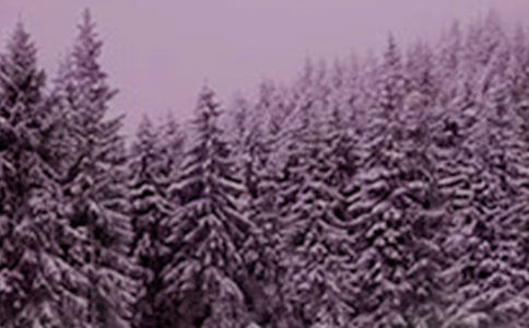 2025��Сѩ�ʺ���ժ¼41��