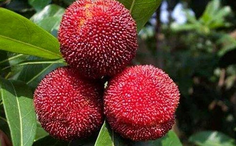 加工杨梅蜜饯合同