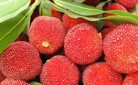 ��÷Сѧ������