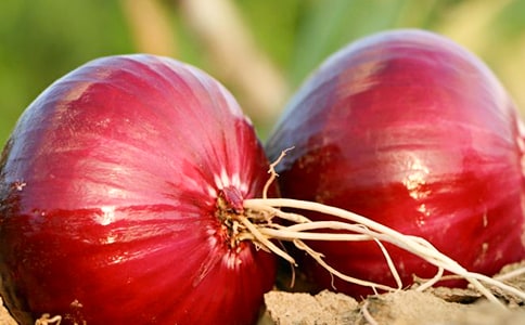 洋葱头历险记读后感【推荐】