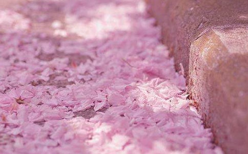 ������ӣ��Сѧ����