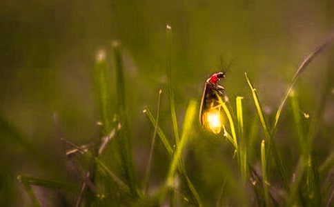 《萤火虫》教学反思8篇