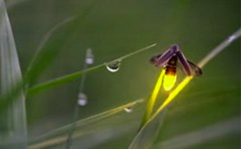 ��ө��桷�����