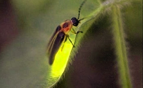 《萤火虫小巷》读后感