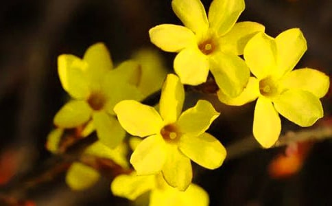 ��ѡӭ����Сѧ����3ƪ