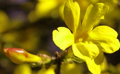 【精品】迎春花小学作文5篇