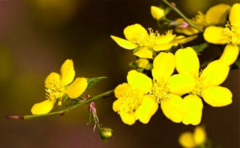 ��ѡӭ����Сѧ����4ƪ