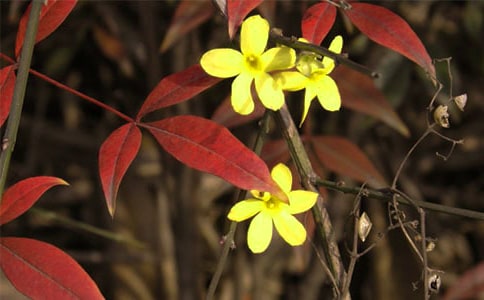 ��ѡӭ����Сѧ���ĺϼ�10ƪ