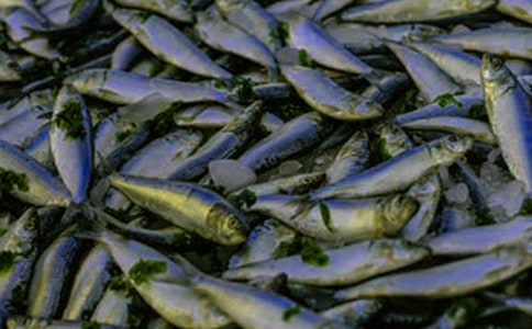 鱼苗购销合同15篇