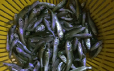 鱼苗购销合同(集合15篇)