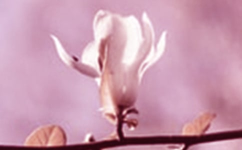 玉兰花四年级作文锦集5篇