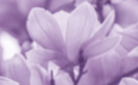 玉兰花四年级作文300字六篇