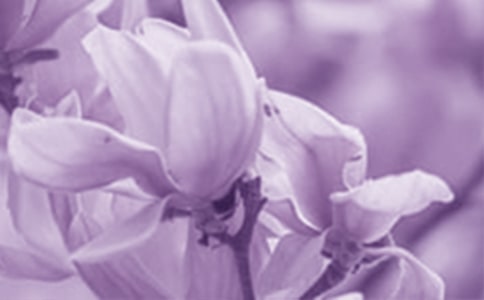 玉兰花小学作文