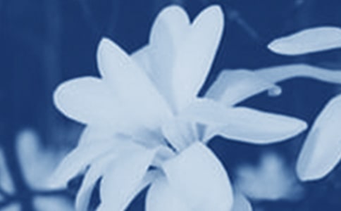 玉兰花的唯美句子