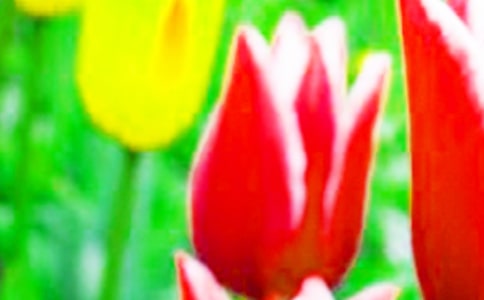 黑郁金香读后感