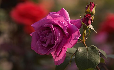 �¼������ľ���