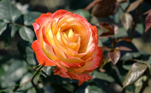 �¼���Сѧ����