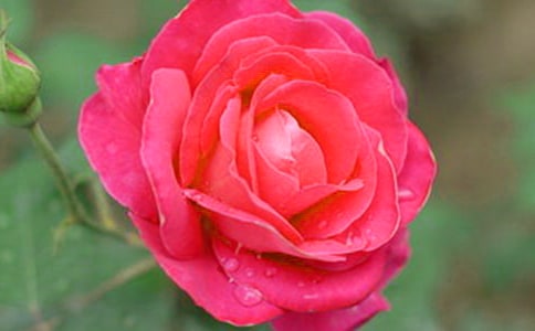 2023年形容月季花的句子51条