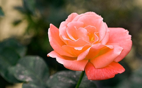 �¼������꼶����