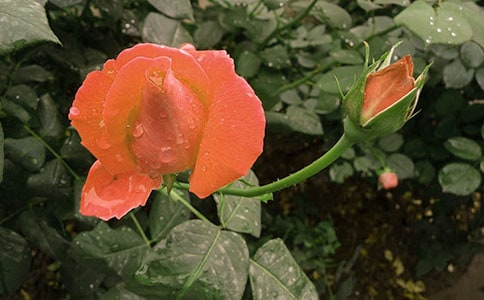 2023年形容月季花的句子集锦53句