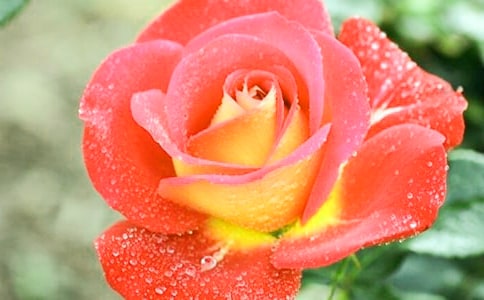 精选形容月季花的句子大汇总54句