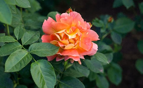 月季花的日记5篇