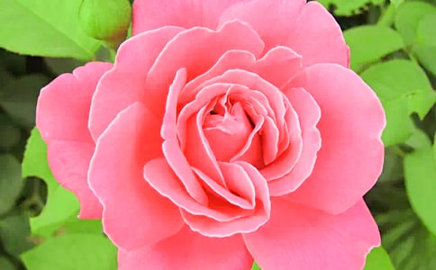 �����¼����ľ��ӻ��42��