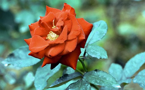 2023年通用形容月季花的句子29条