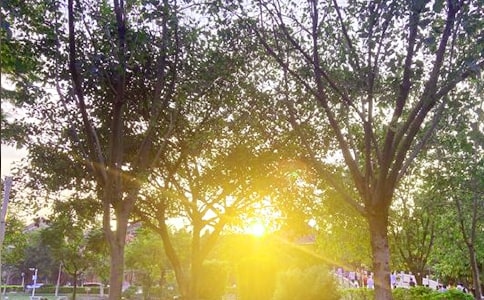 【实用】每日一签早安微信问候语35句