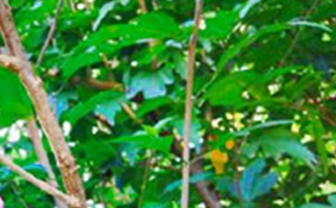 【实用】2025年美好的早安问候语语录汇编33句