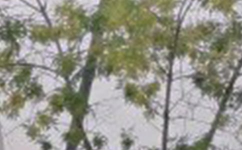 2025年常用朋友早安QQ问候语集锦43句