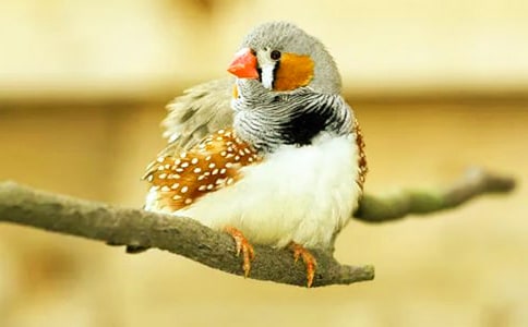 部编版五年级上册《珍珠鸟》语文教案