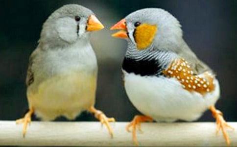 《珍珠鸟》教学反思精品15篇