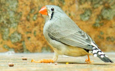 (荐)读《珍珠鸟》有感