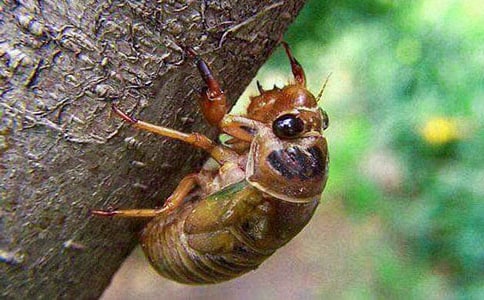 【实用】知了小学作文300字三篇