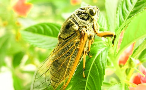 精选知了小学作文300字4篇