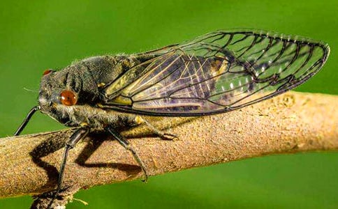 关于知了小学作文合集6篇