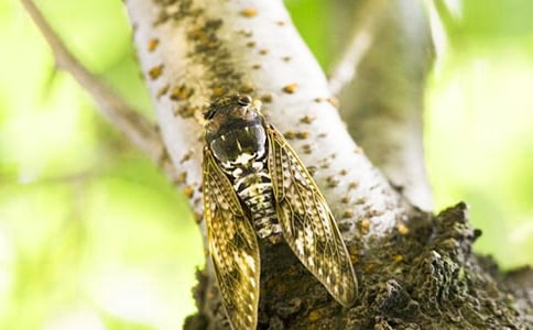有关知了小学作文锦集6篇
