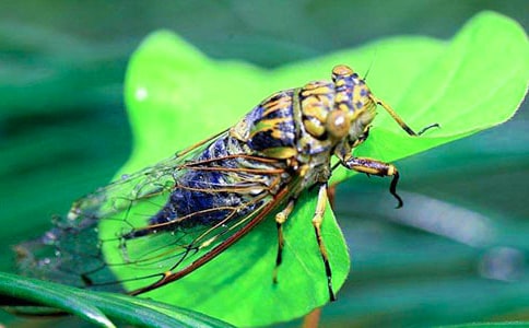 【必备】知了小学作文300字四篇