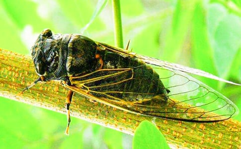 知了小学作文400字合集七篇