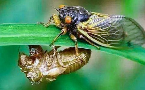 实用的知了小学作文十篇