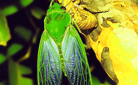 “知了”小学作文